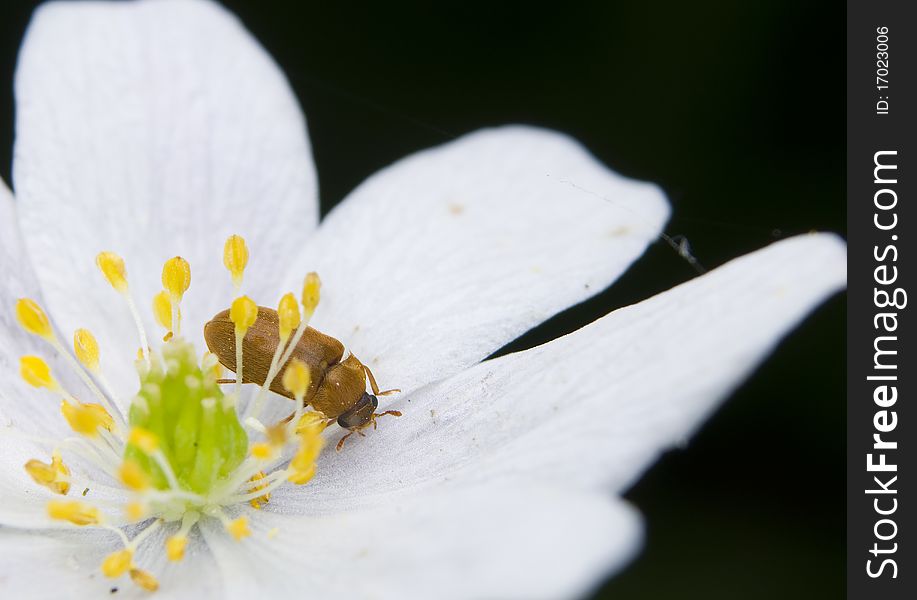 Byturus small beetles in the flowers anemone