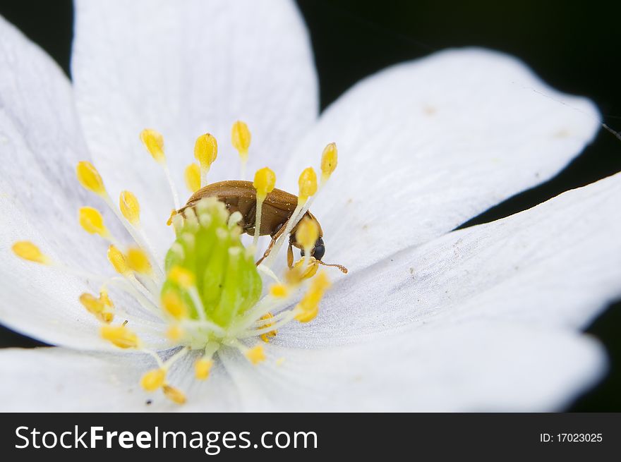 Byturus small beetles in the flowers anemone