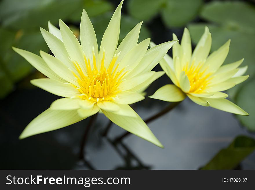 Close up of Yellow Waterlily