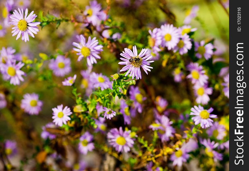 Bee on flowers in garden