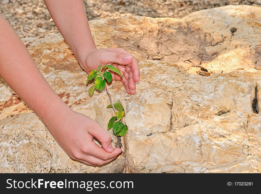 The man carefully reached out his hands to a tree which grew from a crack in the stone. The man carefully reached out his hands to a tree which grew from a crack in the stone