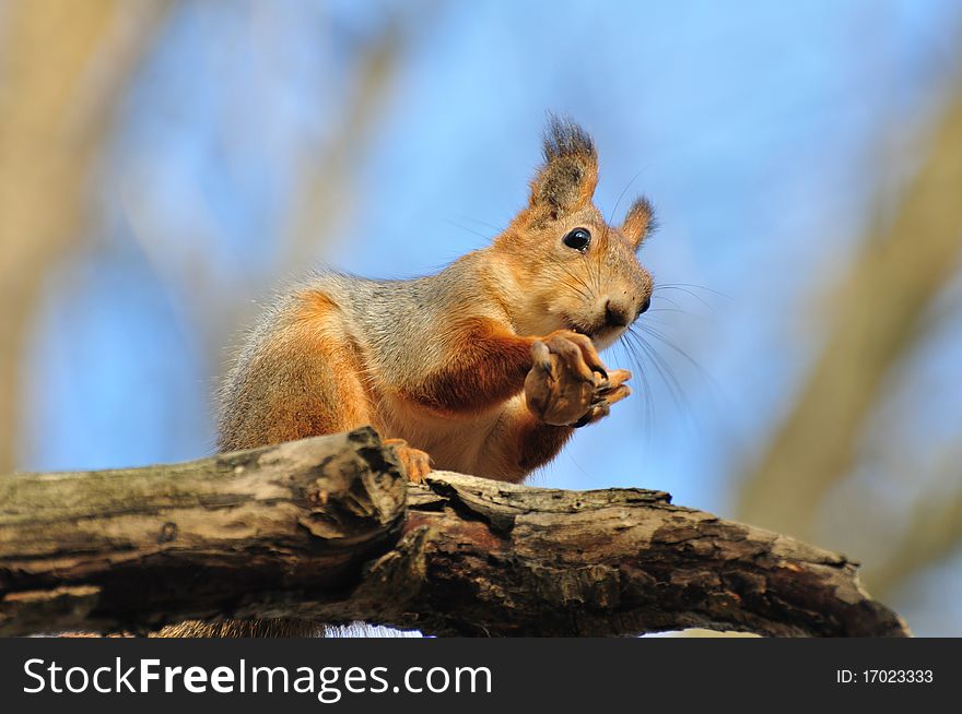 Red squirrel looks at the photographer. Red squirrel looks at the photographer.
