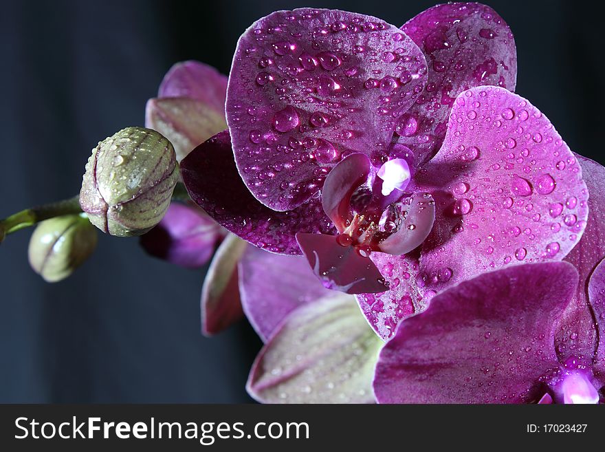 Photo of nice orchid on a black background