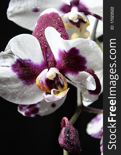 Photo of nice orchid on a black background