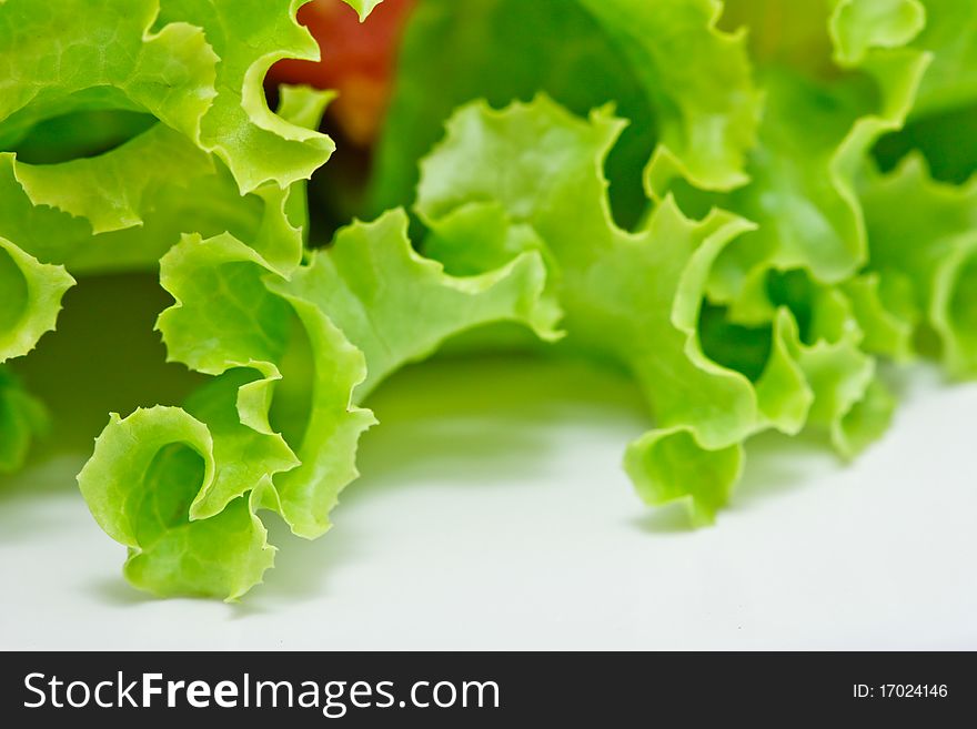 Lattuce, salad vegetable on white background. Lattuce, salad vegetable on white background