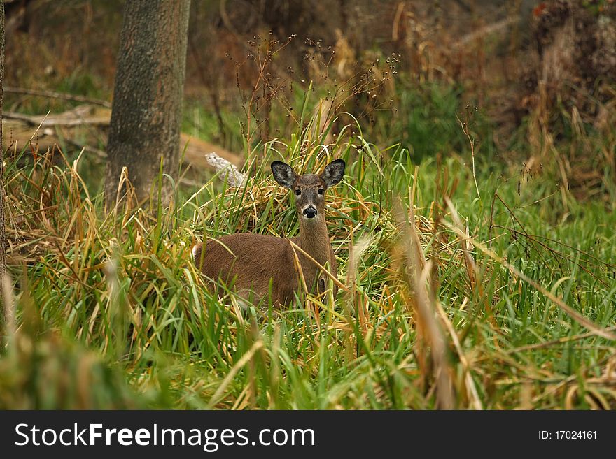 White-tailed Deer Doe standing in marsh grass