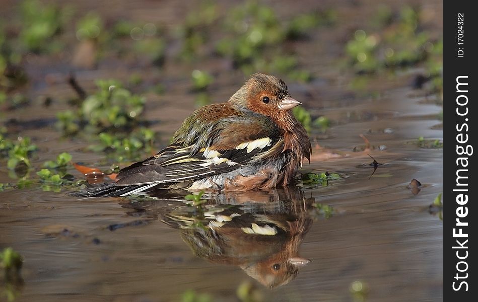 A male Chaffinch taking a bath in a small pool, in a park.