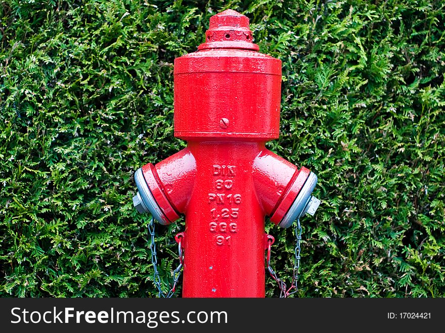 Red fire hydrant in front of green hedge. Red fire hydrant in front of green hedge