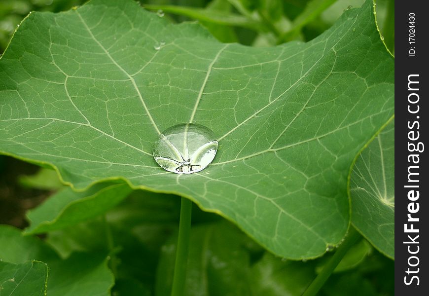 Green leaf with a drop