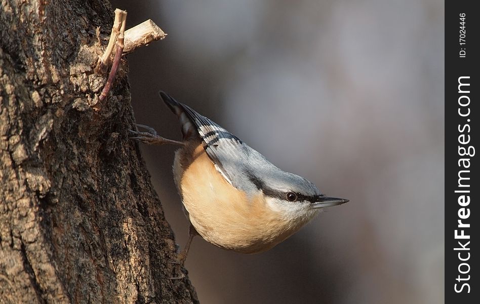 An Eurasian Nuthatch in a typical posture on a tree trunk. An Eurasian Nuthatch in a typical posture on a tree trunk.
