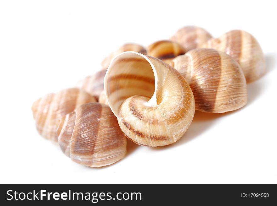 Beautiful sea shell. isolated on white background