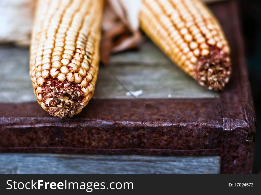3 Genetically Maize Modified Free Stock Photos Stockfreeimages