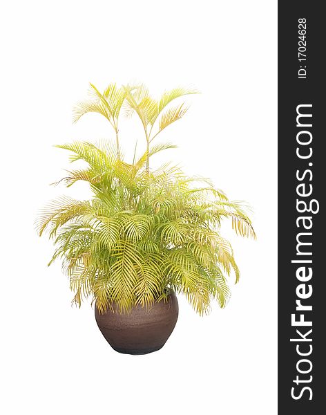 A small size palm tree in a clay pot isolated on white background. The tree is used for decoration architecture.