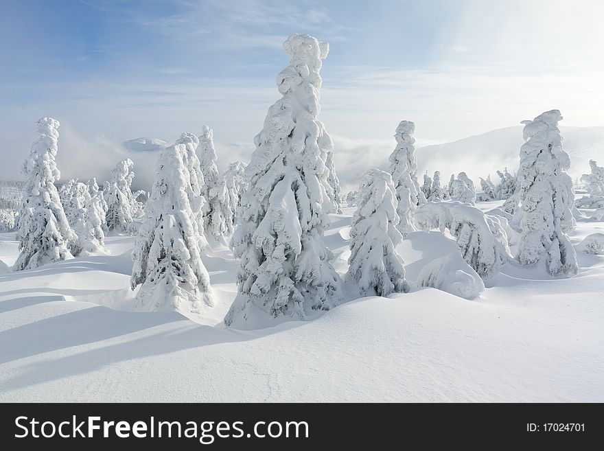 Snow covered landscape with trees. Snow covered landscape with trees