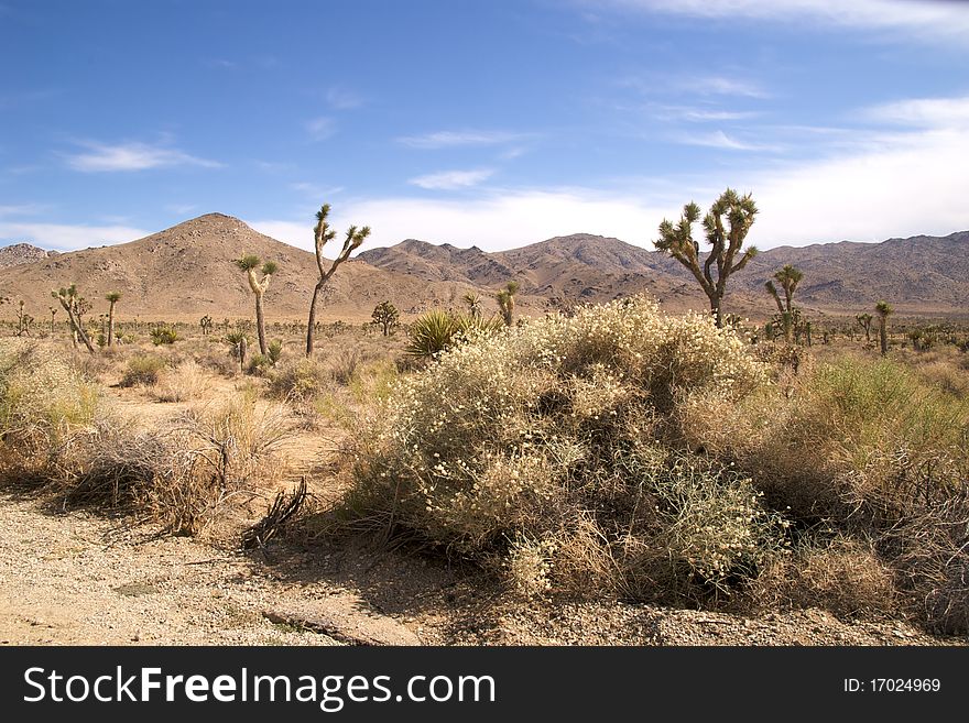 Shrubs in Joshua Tree National Park