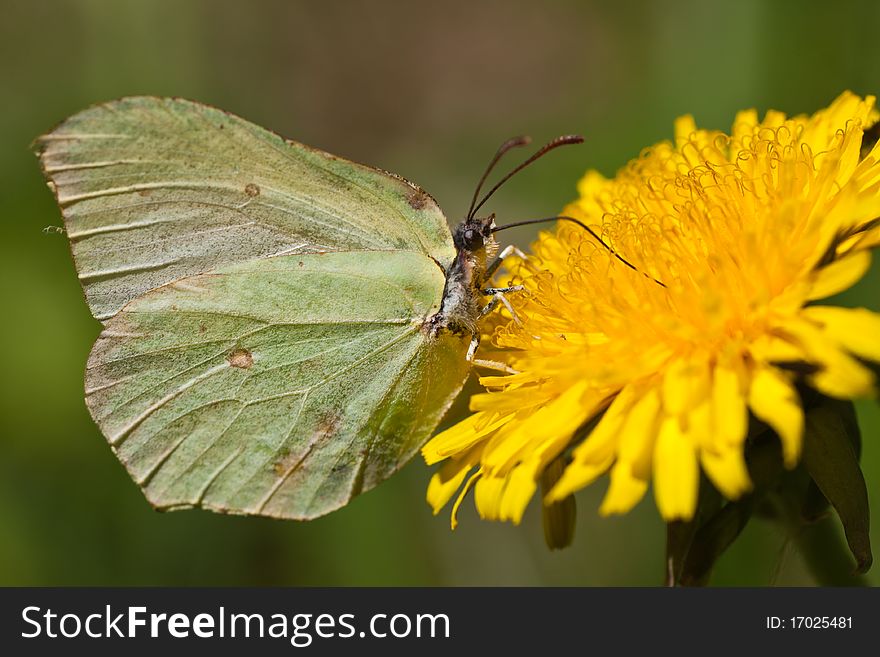 The green butterfly on a yellow dandelion