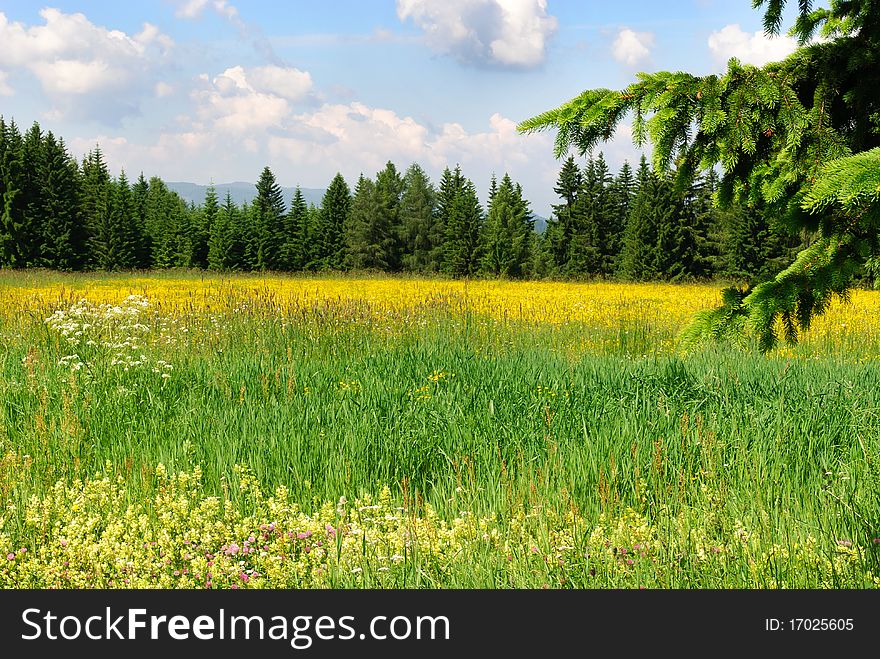 Meadow with yellow flowers trees. Meadow with yellow flowers trees