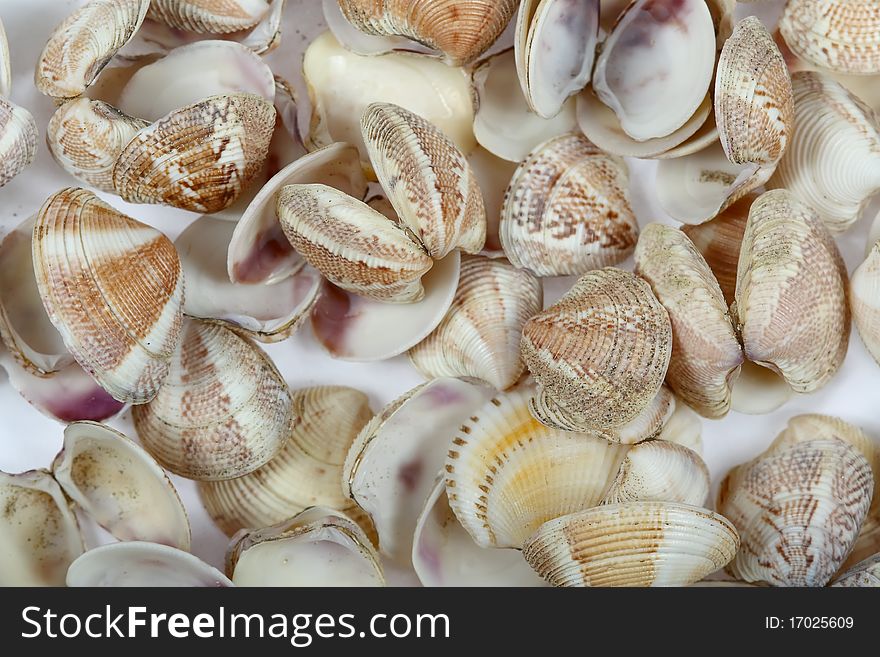 Cockleshell Beach Surface.