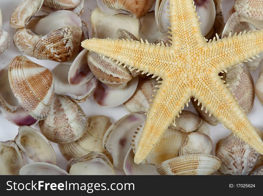 Cockleshells and a starfish on a white background