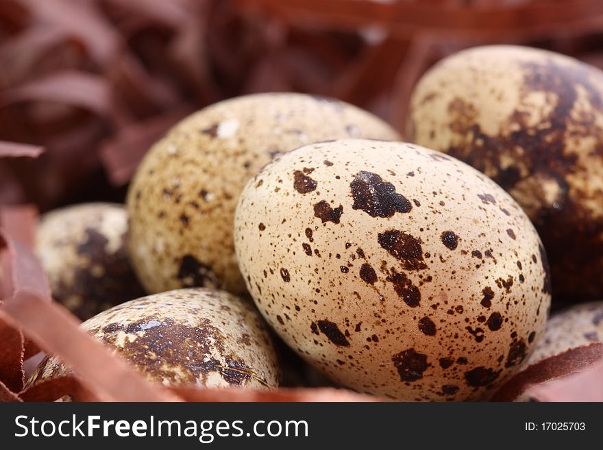 Female quail's eggs on bedding