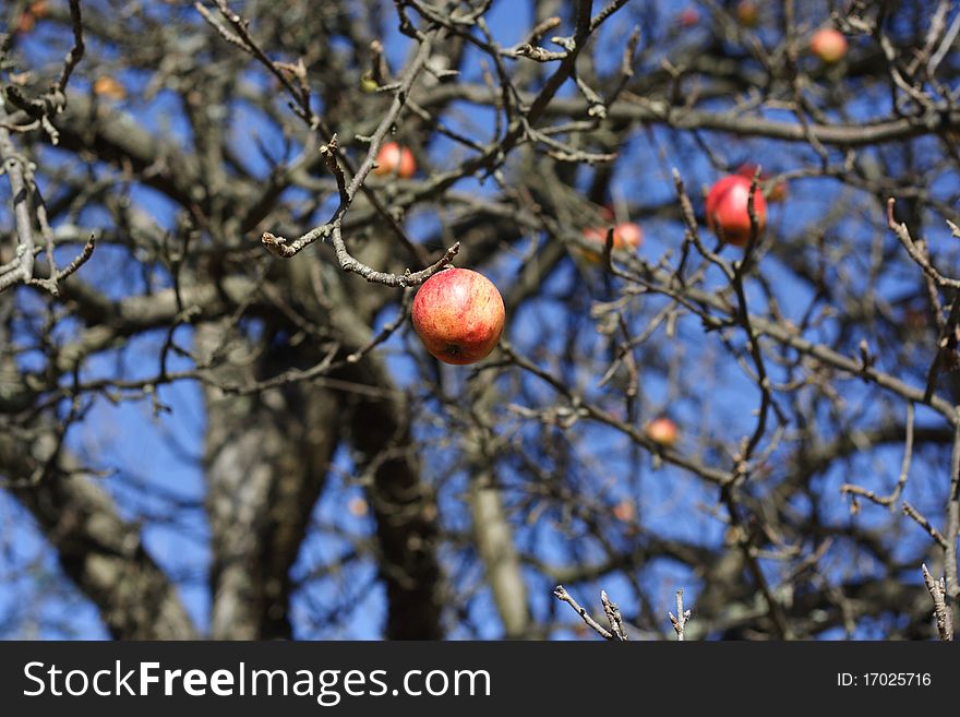 Willd Apple