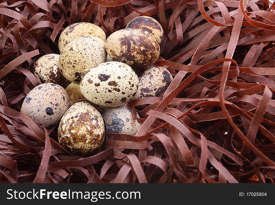 Female quail's eggs on bedding