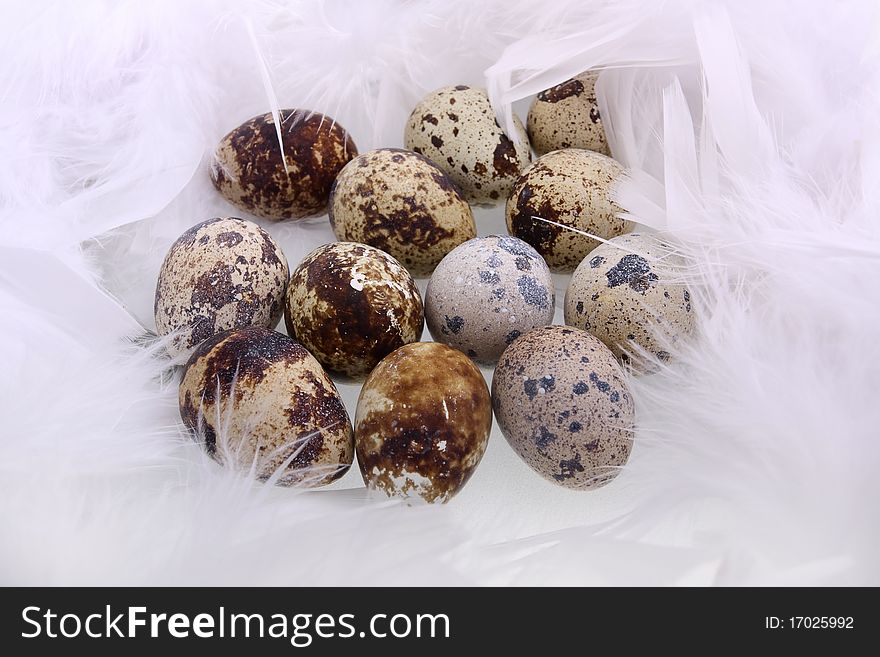 Female quail's eggs are in feathers