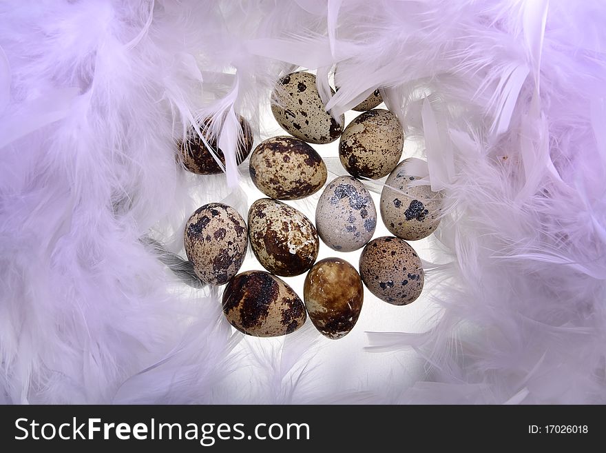 Female quail's eggs are in feathers