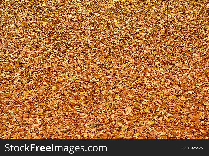 Fallen leaves on the ground in the park in autumn for background or texture use