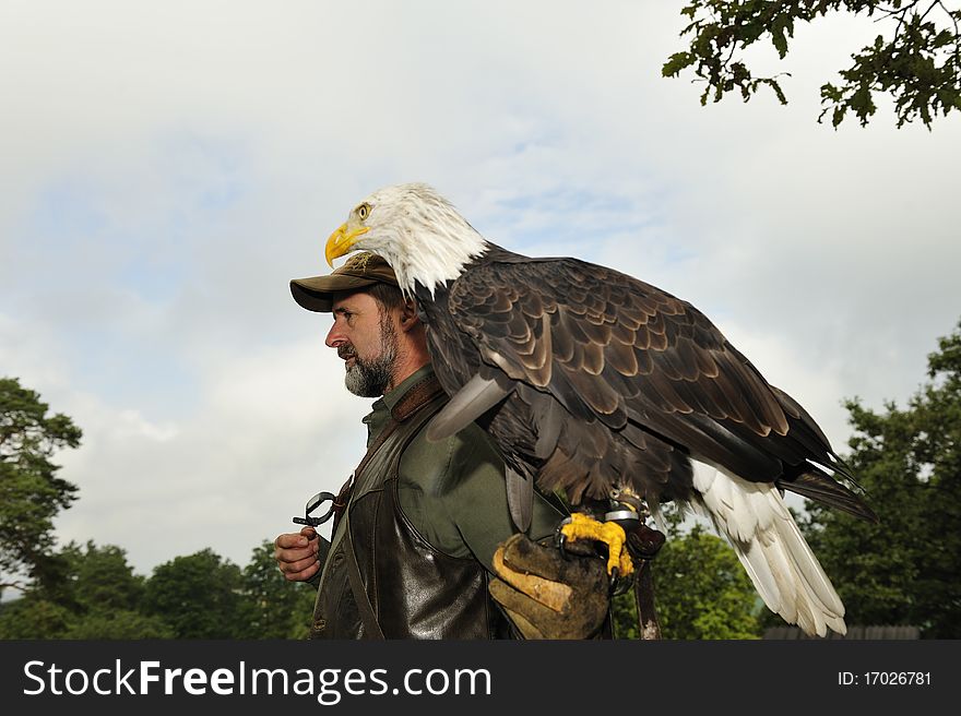 Men carrying a bald eagle on his arm.,Burg Regenstein,Harz,Germany. Men carrying a bald eagle on his arm.,Burg Regenstein,Harz,Germany.