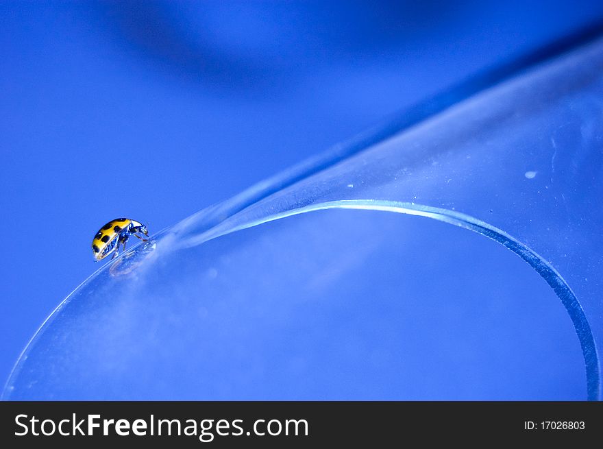 Lady bug on glass, blue background