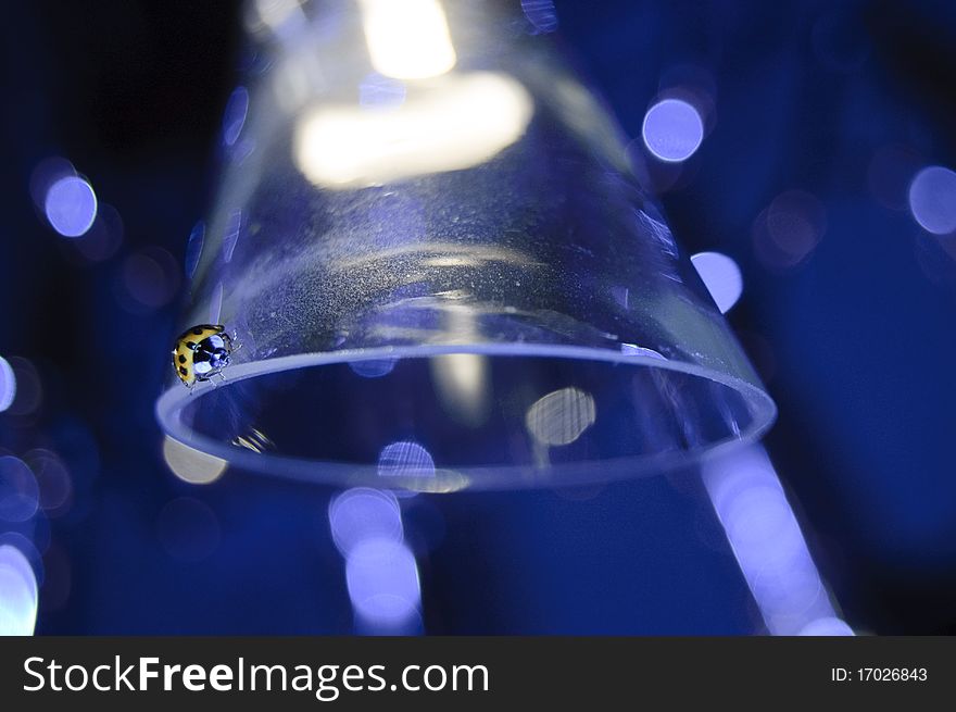 Lady bug on glass, blue background