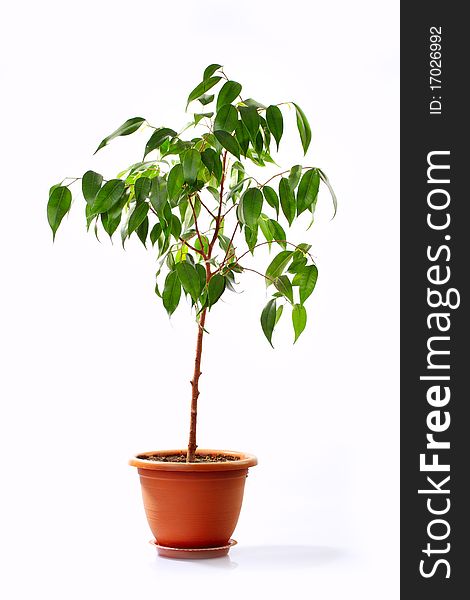 Small decorative tree isolated on a white