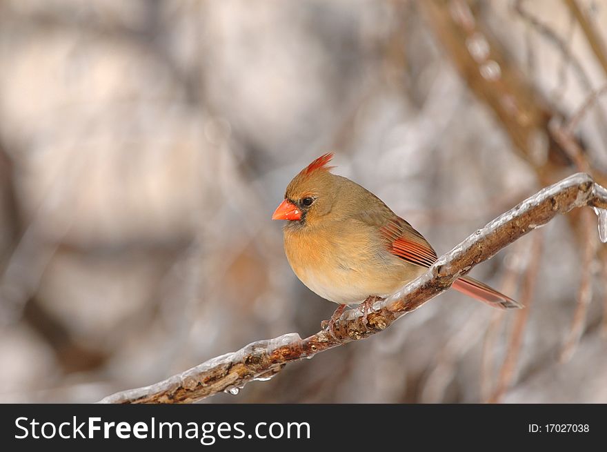 A female northern cardinal perched on an ice covered branch on a cold winter day in the midwest. A female northern cardinal perched on an ice covered branch on a cold winter day in the midwest.