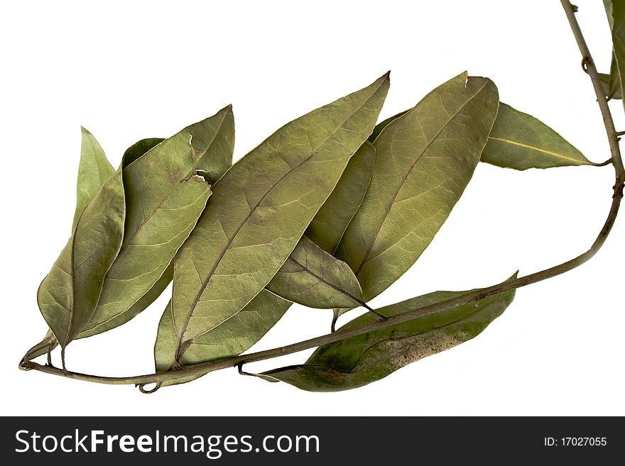 Fresh bay leaves isolated over white. Fresh bay leaves isolated over white