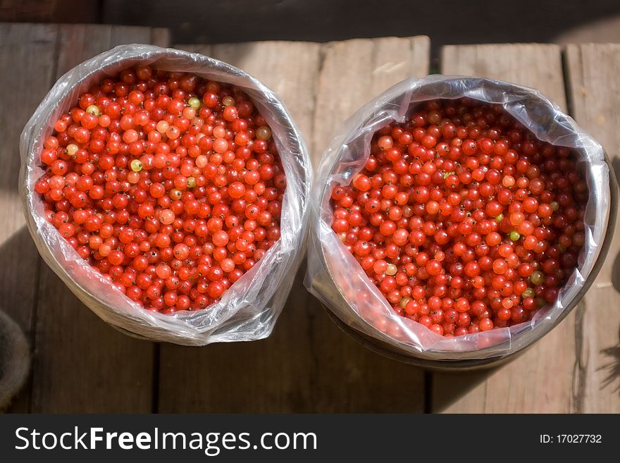 Fresh red currants in the garden