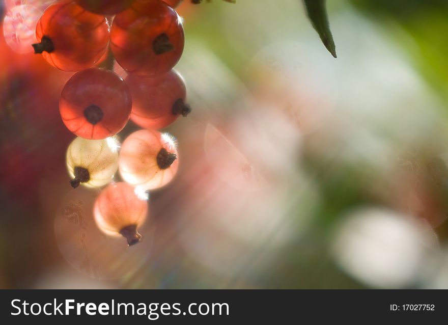 The branch of red currants in the garden