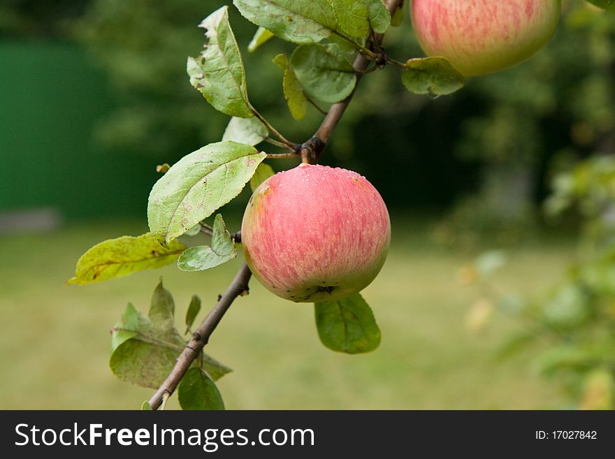 A red apple growing in the garden