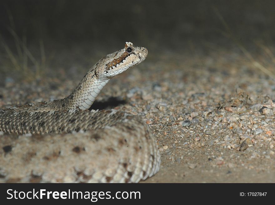 The colorado desert sidewinder is a nocturnal species of pitviper often found in loose or sandy soil. The colorado desert sidewinder is a nocturnal species of pitviper often found in loose or sandy soil.