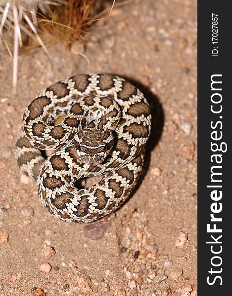A juvenile southern pacific rattlesnake from southern California. This is a very toxic species of rattlesnake. A juvenile southern pacific rattlesnake from southern California. This is a very toxic species of rattlesnake.