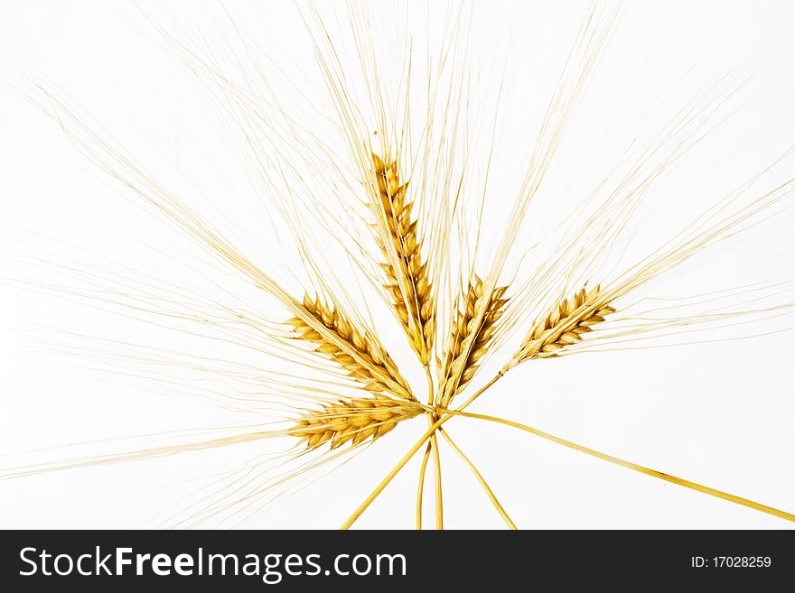 Wheat ears isolated over white background in radial disposition