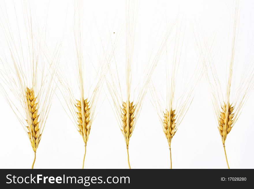 Wheat ears isolated over white background in row disposition