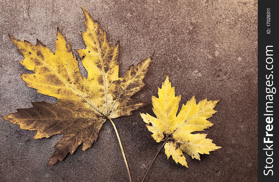 Two Sycamore Leaves on a Stone Background. Two Sycamore Leaves on a Stone Background