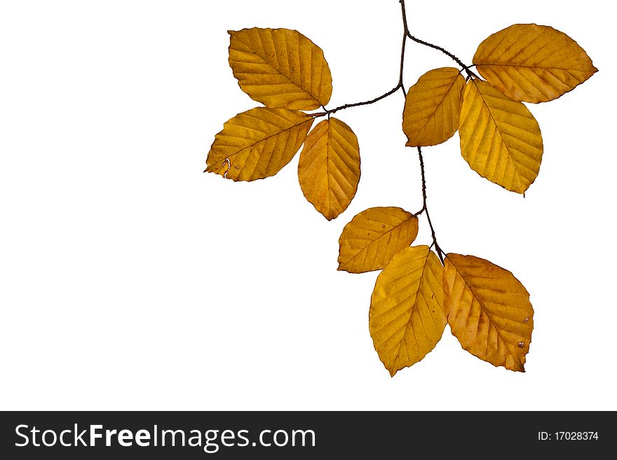 Beech leaves on a white background. Beech leaves on a white background