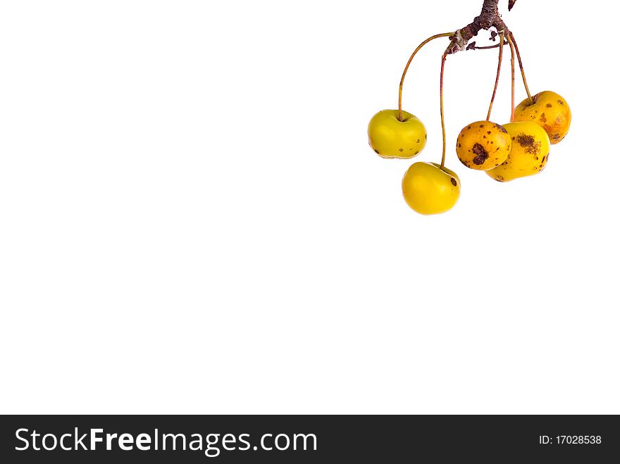 A cluster of crab apples on a white background