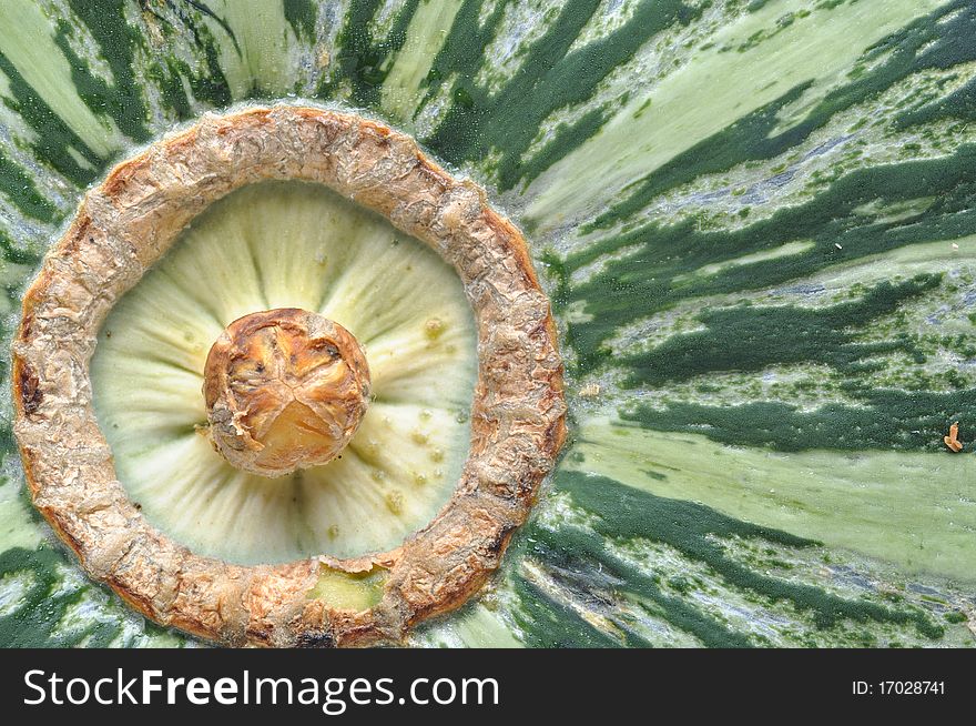 Macro Japanese Pumpkin on white