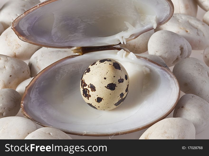 Quail egg served in a shell with rock bakground