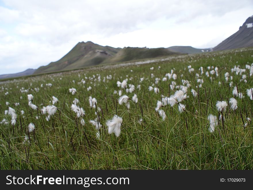 Snowy flowers