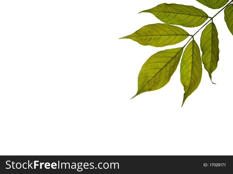 Green leaves isolated on a white background. Green leaves isolated on a white background