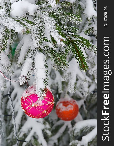 Christmas baubles on spruce branch with snow. Christmas baubles on spruce branch with snow